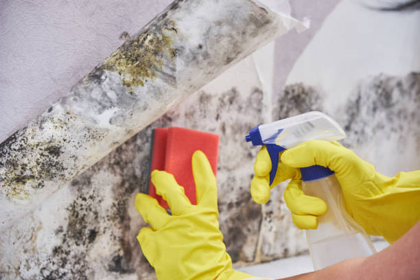 Best Black Mold Removal  in Wtell, LA